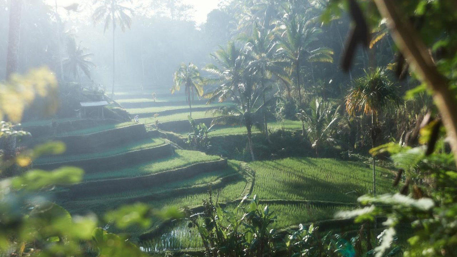 Tegalalang Rice Terrace